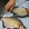 Fish Scaler Machine Automatic Fish Scale Removal Machine