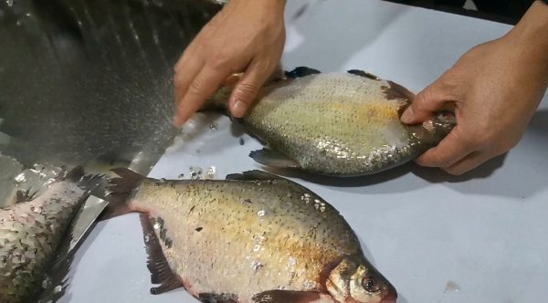 Fish Scaler Machine Automatic Fish Scale Removal Machine
