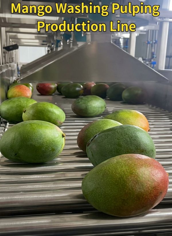 Industrial Mango Washing & Pulping Production Machine